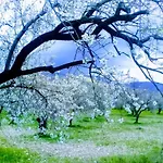 Mavi Kelebek Szálloda *