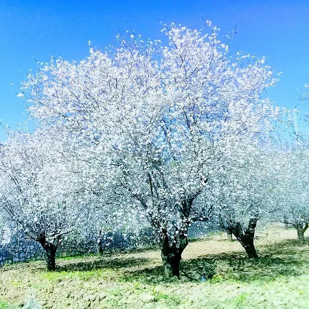 Mavi Kelebek דטקה