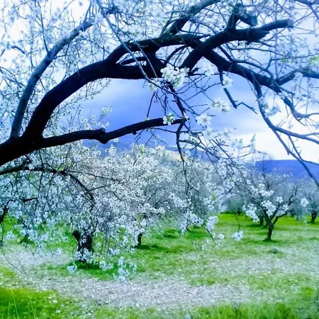 Mavi Kelebek ホテル *